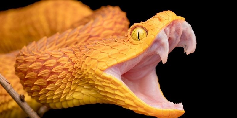 Các trường hợp mơ thấy rắn phổ biến nhất