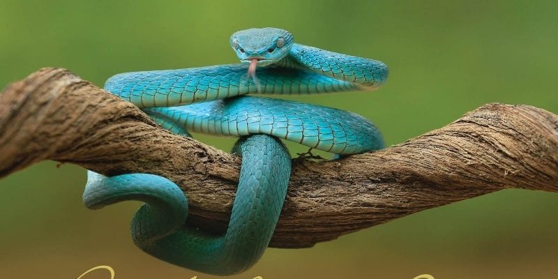 Hình ảnh rắn xuất hiện trong giấc mơ